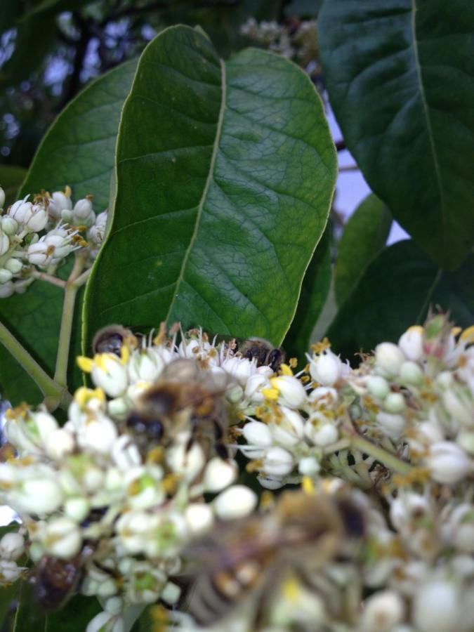 Landhotel Zum Honigdieb 里布尼茨达姆加滕 外观 照片
